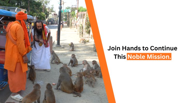 Help Mahaveer Saran Baba Feed Thousands of Monkeys Every Day.